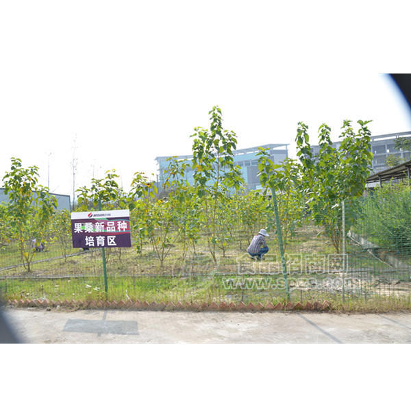 果桑研究示范园