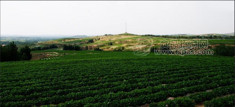 山歌有机种植观光基地