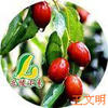 乐陵小枣购销公司