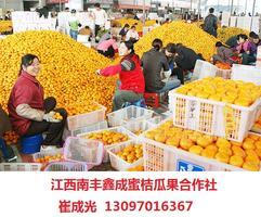 2013年江西南丰蜜桔 2013年江西南丰蜜桔预定