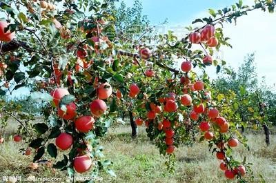 渭南紅富士蘋果價格走勢蘋果價格