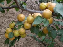 陜西豐源紅杏價(jià)格豐源紅杏批發(fā)基地