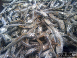 小丁鱼、离水烂