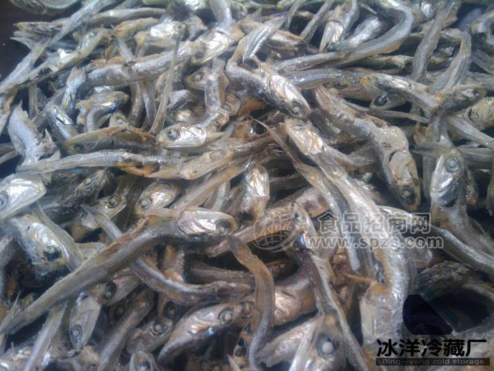 小丁魚、離水爛