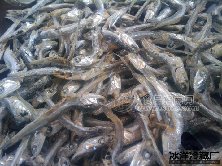 小丁魚(yú)、離水爛