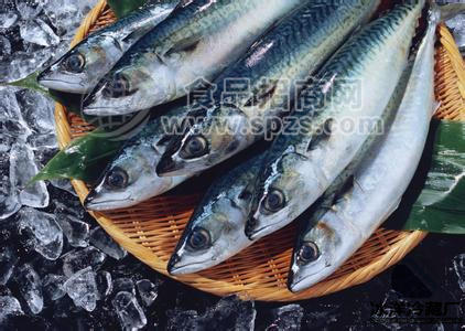 鮐魚(yú)