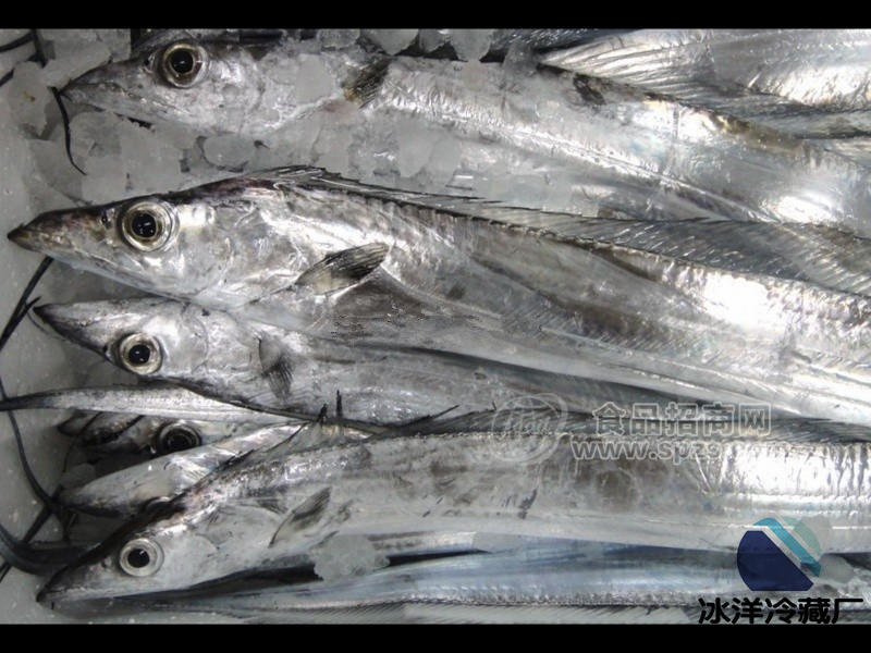 帶魚、刀魚