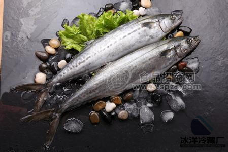 鲅魚、馬鮫魚