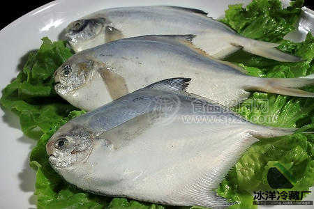 鯧魚