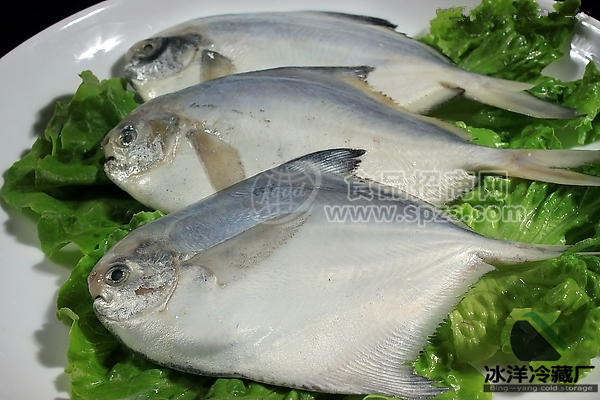 鯧魚(yú)