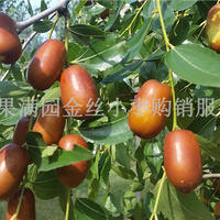山东乐陵鲜枣产地代收代办