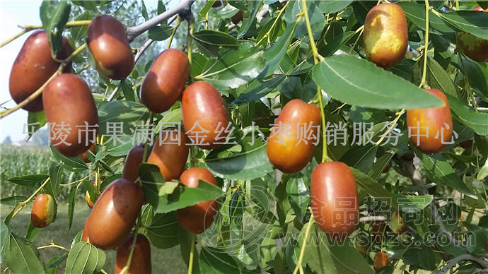 山东乐陵鲜枣产地代收代办