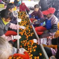 砂糖橘批发产地直销广西橘子新鲜应季水果供应全国招商砂糖橘批发产地直销广西橘子新鲜应季水果供应全国招商