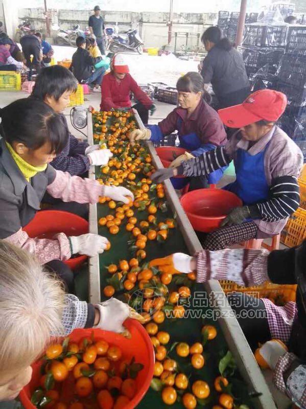 砂糖橘批发产地直销广西橘子新鲜应季水果供应全国招商砂糖橘批发产地直销广西橘子新鲜应季水果供应全国招商