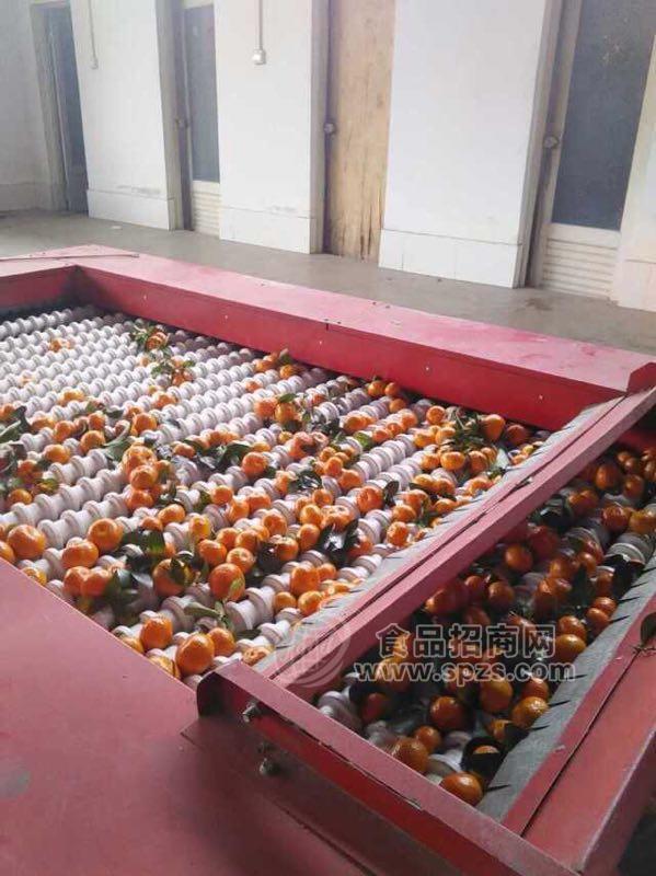 广西新鲜砂糖橘产地直销大量批发应季水果供应