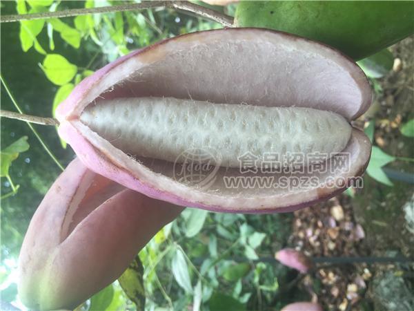 八月瓜种苗八月炸三叶木通苗木