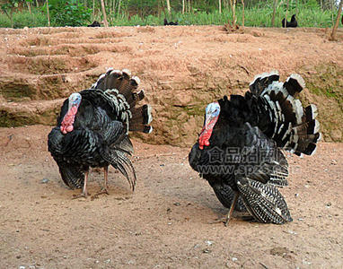 火鸡，火鸡苗。火鸡养殖，青铜火鸡，贝蒂娜火鸡，尼古拉火鸡
