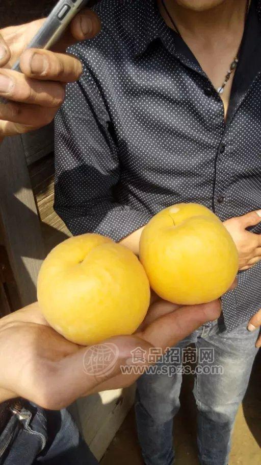 供應陜西金太陽杏價格【陜西金太陽杏基地】金太陽杏價格，陜西杏批發(fā)價格