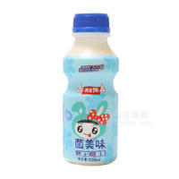 菌美味 灭菌型乳酸菌乳饮品 338ML