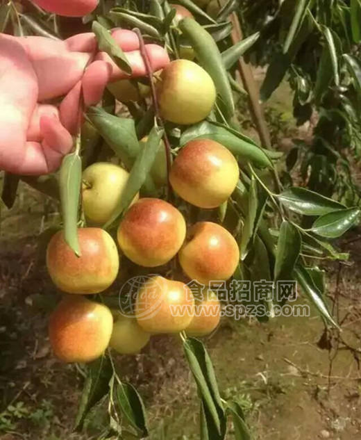山东水果鲜枣批发基地 品种丰富