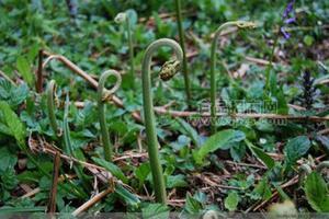 清水蕨菜供應|蕨菜生產廠家|元政山野菜