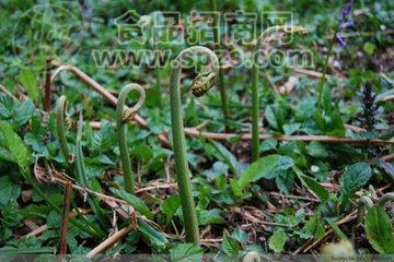 清水蕨菜供應|蕨菜生產(chǎn)廠家|元政山野菜