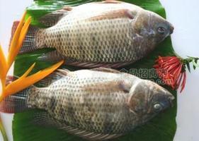 冰凍羅非魚(yú)，烤魚(yú)半成品魚(yú)，腌制魚(yú),潯味堂，批發(fā)