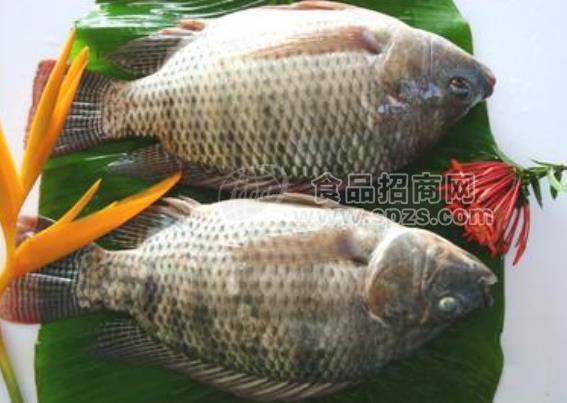 冰凍羅非魚，烤魚半成品魚，腌制魚,潯味堂，批發(fā)