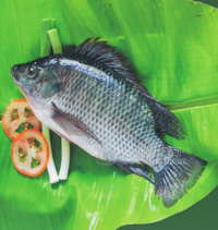 條凍羅非魚(yú)