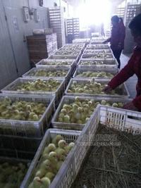 扬州鹅价格