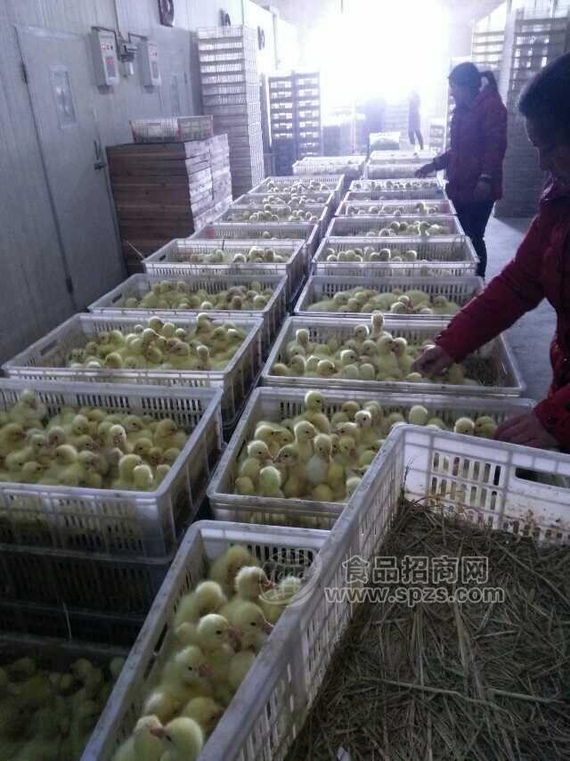 扬州鹅价格
