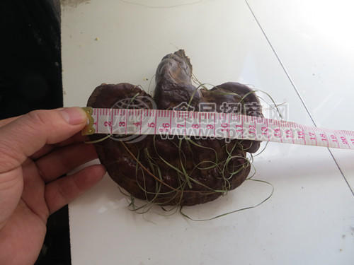 灵芝东北特产漠河北极源食品