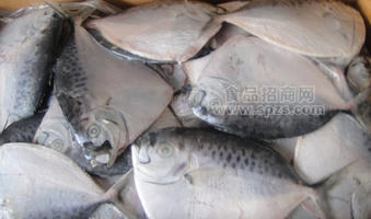 上海市批發(fā)冷凍鯧魚(yú)