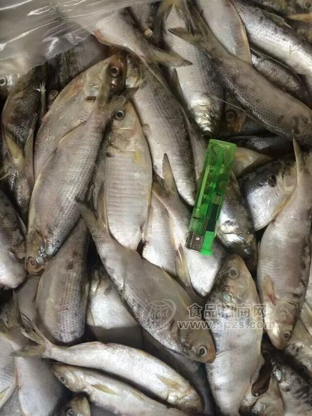 供應凍黃魚