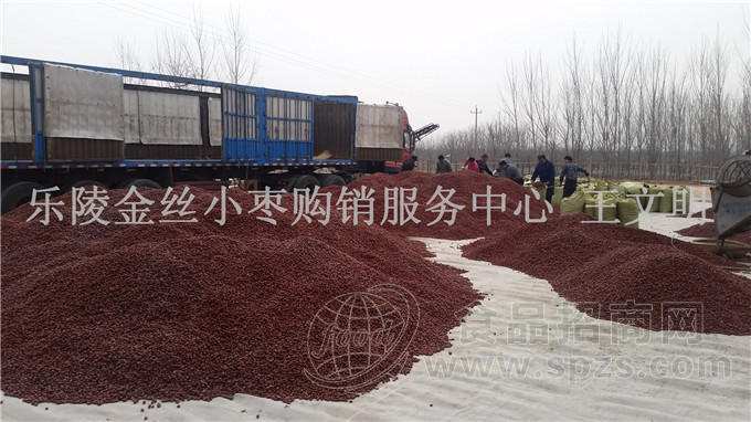 乐陵红枣产地厂家