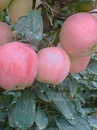 山東紅富士蘋果價(jià)格，紅富士蘋果產(chǎn)地，紅富士蘋果批發(fā)