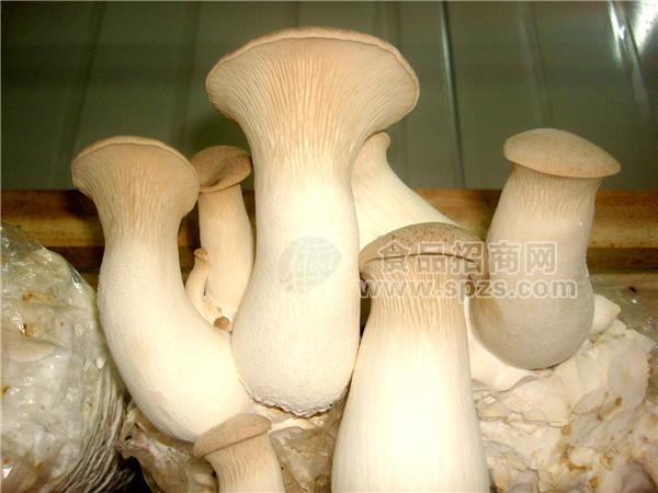 武汉中农蓝天食用菌种植加工鲜菇干菇无限的财富空间