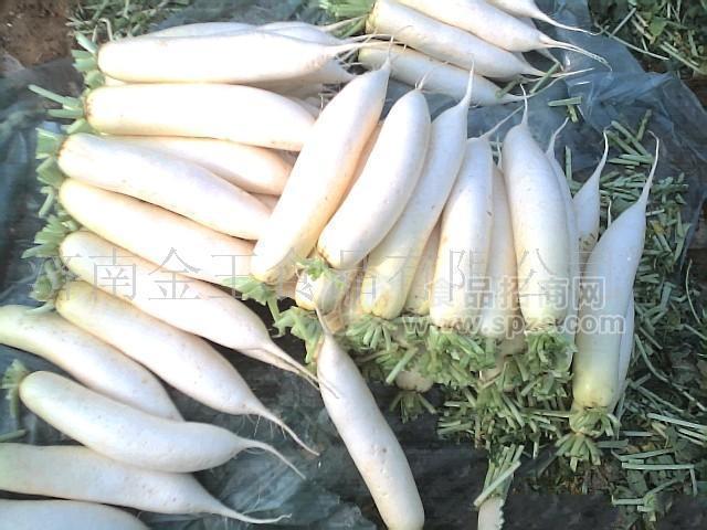 供应出口白萝卜白玉春