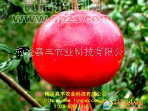 供應黑籽甜石榴核桃