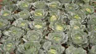 供应包菜（莲花白）