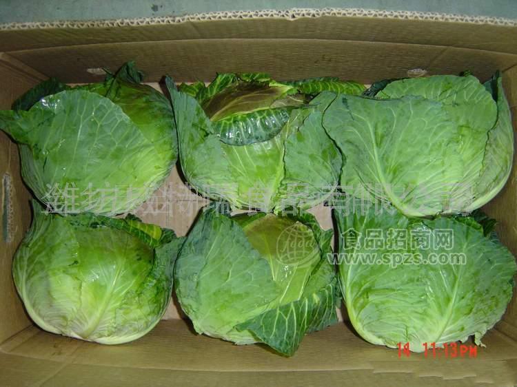 优质出口级卷心菜