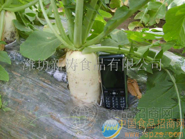 供应保鲜白萝卜（台湾）