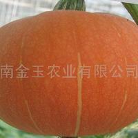 红栗南瓜