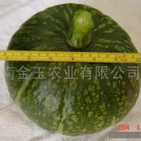 锦栗南瓜