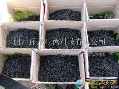 桑果