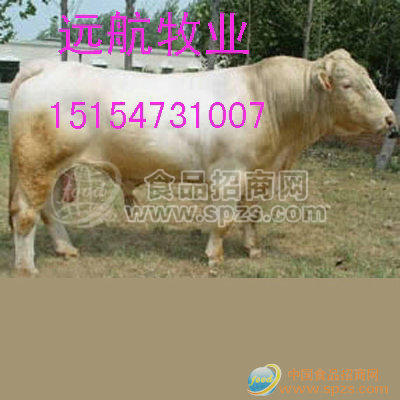 供应改良肉牛