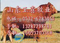 鲁西黄牛 肉牛 肉羊 种牛 种羊