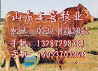 鲁西黄牛 肉牛 肉羊 种牛 种羊