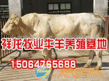 供应肉牛犊 肉牛种牛 育肥牛