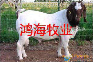 波尔山羊价格